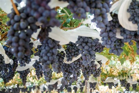 New Seedless Grape Varieties Gaining Recognition In