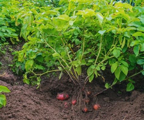 How Often To Water Potato Plants Everything About Watering 2023