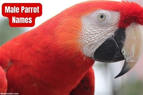 100 Adorable Parrot Names For Your Little Pet Beakinsider