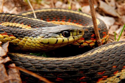 Manitobas Snakes Exploring The Narcisse Dens Cpaws Manitoba