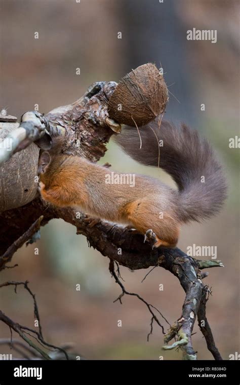 Red Squirrel With A Bushy Tail Feeding From A Coconut Shell In An
