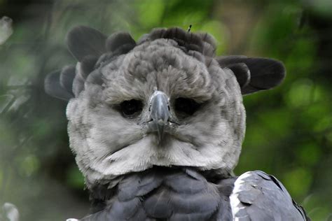 The Harpy Eagle Is A Huge Powerful Hunter Birdnote