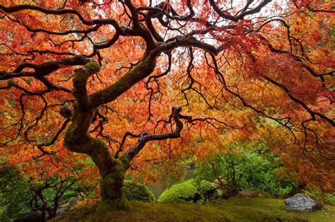 7 árboles que cambian el color de sus hojas