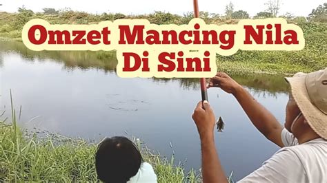 Proses Mancing Nila Agar Cepat Makan Umpan Dan Ikan Ngumpul Teknik