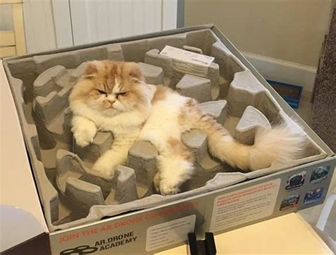 If I Fits I Sits The Strict And Adorable Code Of Cat 62 Cute Pictures