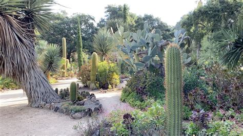 Arizona Cactus Garden Tour 5 16 2020 Youtube