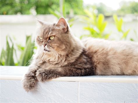Despite their grumpy appearance, persian cats are quite warm and caring. A Quick Guide to Male Cat Behavior: Traits and Personality ...