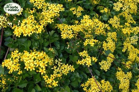 Tra le piante grasse fiorite che producono fiori gialli, una delle più apprezzate è la specie aeonium. Senecio angulatus: giallo d'autunno