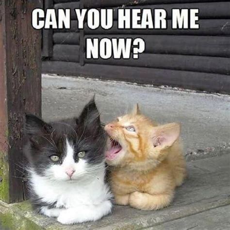 Catsandkittens Funny Animal Pictures