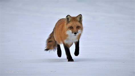 Renard Roux Red Fox 👽 Renard Roux Red Fox Taken At Il Flickr