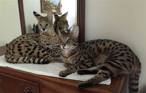 The bengal cat is highly active. Savannah cat Size, owners want their Savannah cats to be big