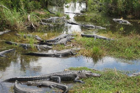How Far North Do Alligators Live In The Usa Fauna Facts