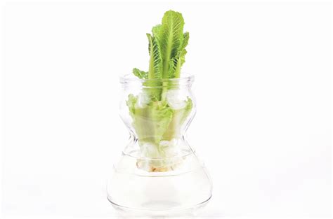 Can You Regrow Lettuce How To Grow Lettuce From A Stump