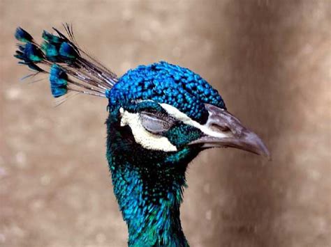 Paon — saltar a navegación, búsqueda paon corporation, ltd. Paon. Pavo cristatus . En Images. Dinosoria