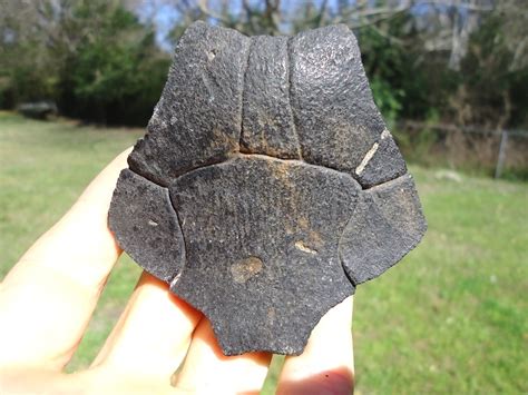 Large Black Turtle Nuchal Recently Sold Fossils Prehistoric Florida