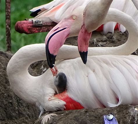 Look 5 Baby Flamingos Hatch At Detroit Zoo Royal Oak Mi Patch