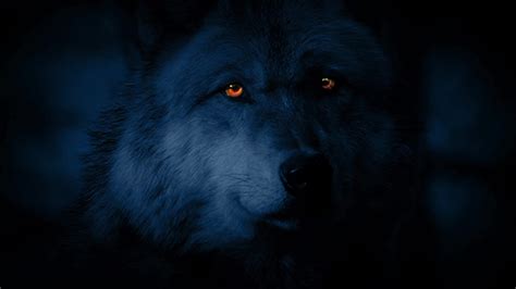 Wolf Looking Around At Night With Glowing Eyes By Rockfordmedia Videohive