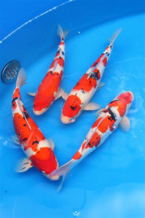 Gosanke Japanese Koi - Kohaku, Showa Sanke and Taisho Sanke