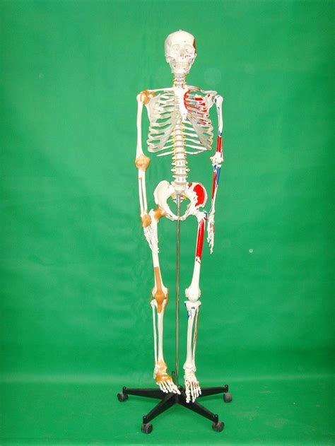 170cm Human Skeleton Model With Half Muscle Coloring And Half Ligament