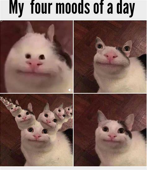 Polite Cat Meme By Pug Memedroid Sexiz Pix
