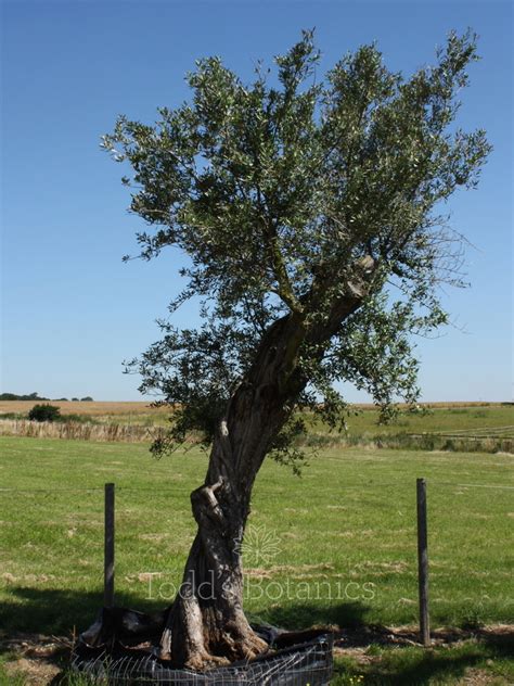 Ancient Olive Trees Olive Tree 400 Cm