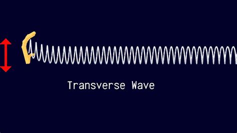 The hand moves up and down, as does the slinky. Longitudinal and Transverse Waves - YouTube