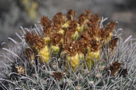 Considering the results, i would say that even for the sowing of cacti and succulent plants the classic as what is certain is that the seeds do not go to direct sunlight, which would inhibit germination or boil the seedlings. Tin Wheeler Adventures: First time in Tucson