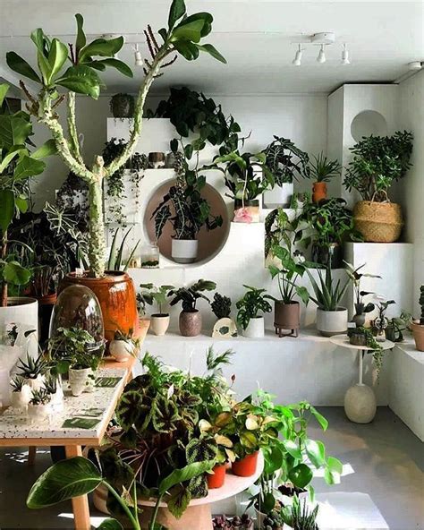 Beautiful Grouped Houseplant Collection🤗 Tag One Of Your Friends To