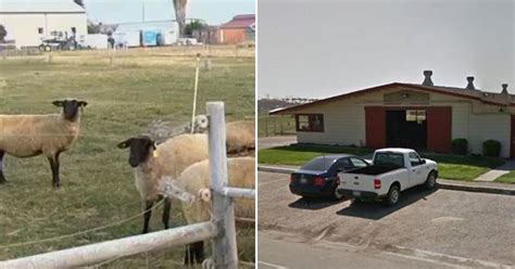 Student Arrested After Having Sex With Sheep Had The World S Most