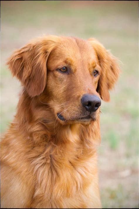The Traits We All Admire About The Devoted Golden Retriever Pups