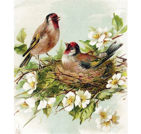 Vögel Nest Digitale Bild Vintage Postkarte Scan  Druckbare Etsy