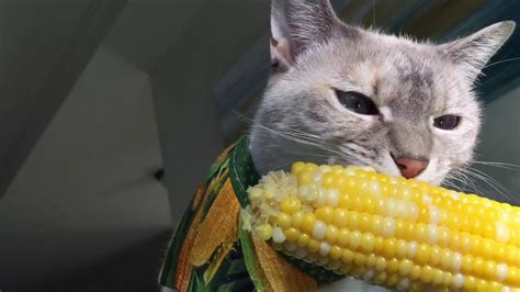 Cat Eats Corn Youtube