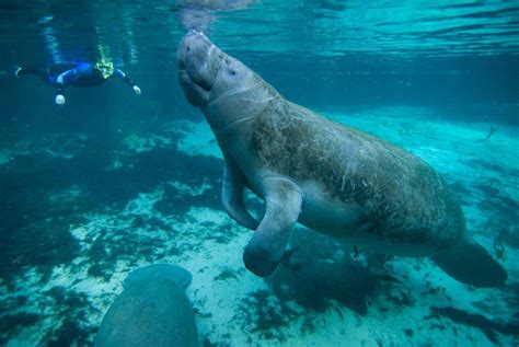 Florida Unique Experience Swimming With Manatee Grazy Goat