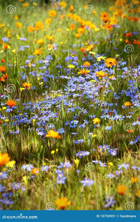 Wildflower Meadow Stock Image Image Of Pelargonium Flowers 10750951