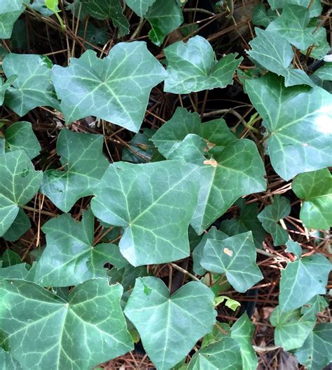English Ivy Perennial Ivy Ground Cover