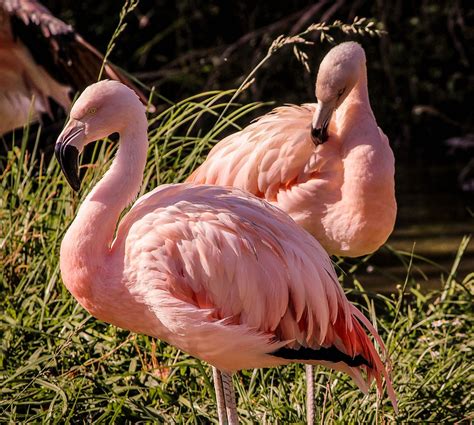 Pink Flamingos Wading Bird Free Photo On Pixabay Pixabay