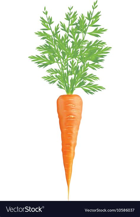 Carrot Royalty Free Vector Image Vectorstock