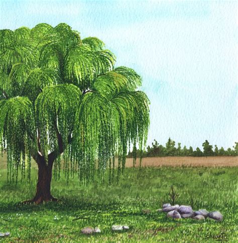 Weeping Willow Tree Watercolor Painting Artfinder