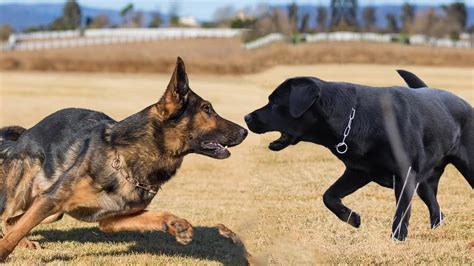 Labrador Vs German Shepherd Dog Breed Comparison Dog Lovers Youtube
