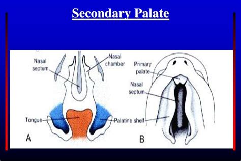 Ppt Development Of Tongue Thyroid Gland Face And Palate Powerpoint