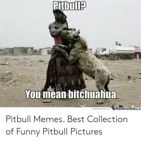 25 Best Memes About Funny Pitbull Pictures Funny