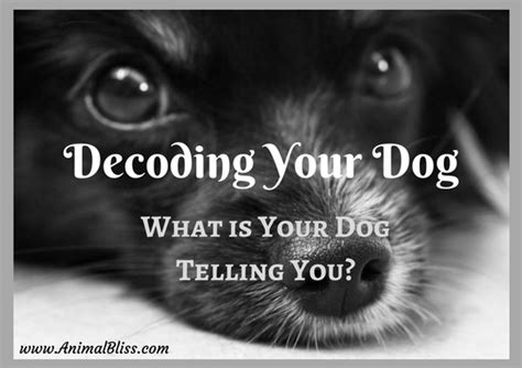 Decoding Your Dog What Is Your Dog Telling You Infographic