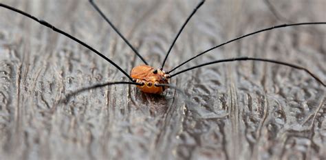 They live all over the world favoring dark, damp climates. Daddy Long Legs 411 - The Infinite Spider