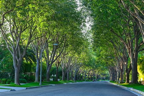 Los Angeles Provides Residents With Free Trees To Boost Urban Forest