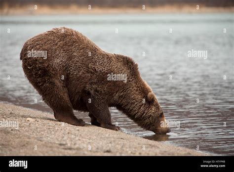 Grizzly Bear Ursus Arctos Horribilis Drinking Katmai National Park