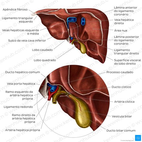 Anatomia Do Figado Humano