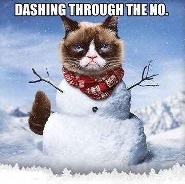 Updated daily, for more funny memes check our homepage. grumpy cat