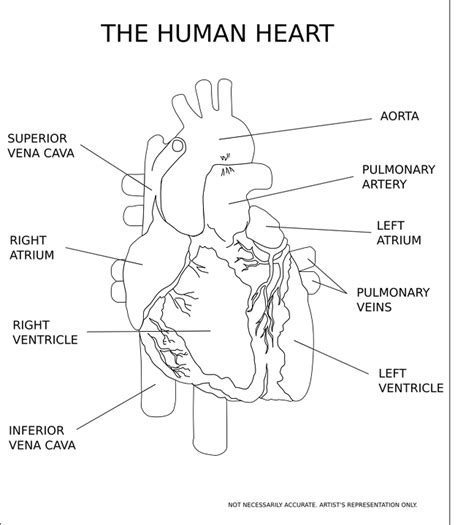 Free Vector Graphic Heart Ventricle Organ Human Free Image On