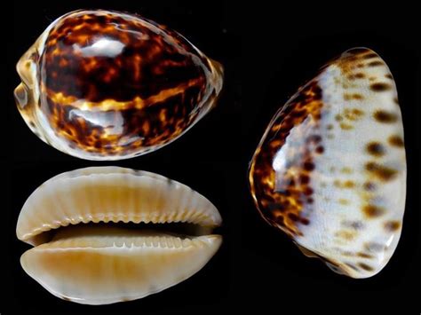 Cypraeidae Zoila Le Genre Ses Espèces La Planche 4646 Sea Snail