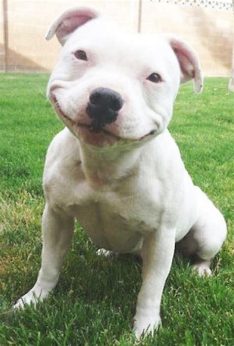 Smiling Dogs That Are Guaranteed To Make You Smile Page